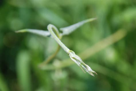 Pterosaur Plant Ii Metaplexis Japonica K 박주가리 E Mileweed Paul B