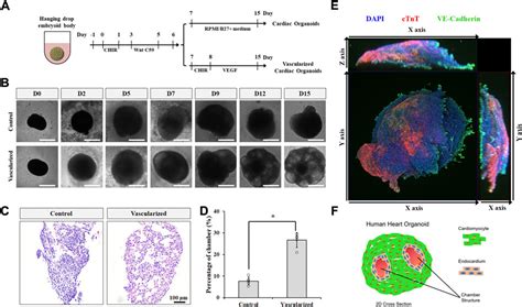 Frontiers Wnt Signaling Directs Human Pluripotent Stem Cells Into Vascularized Cardiac