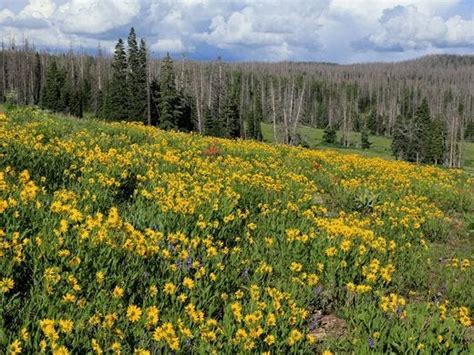 Cedar Breaks Wildflower Festival Is A Dazzling Display