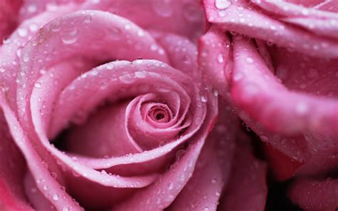 Rose Flower Macro Water Drops Pink Hd Wallpaper Nature And Landscape