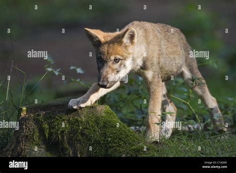 Wolf pup Stock Photo - Alamy