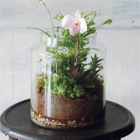 How To Make A Mini Wetland Terrarium With Moss Ferns Empress Of Dirt