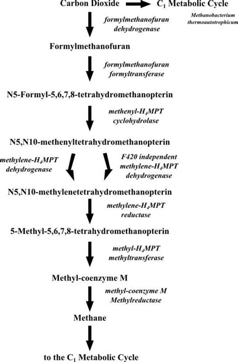 Methanogenesis From Co2 Download Scientific Diagram