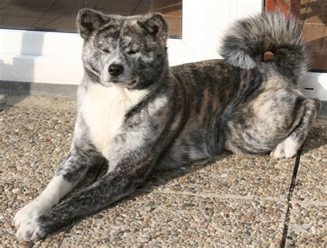 Brindle Akita Dog Sitting Собака породы акита Акита ину Акита