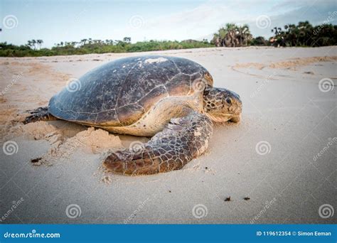 Sea Turtles On The Beach