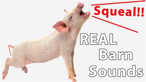 Pig Squealing Pig Sounds For Children Kids Recorded In A Real Barn