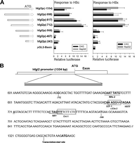 Detection Of Cis Elements On Hfgl Promoter In Response To Hbc And Hbx