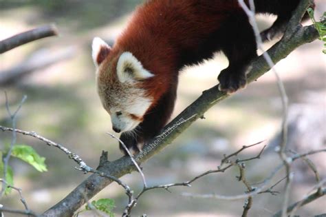 The Red Panda – Shoebill