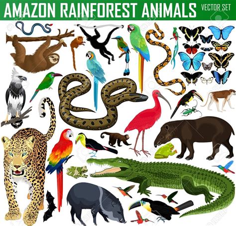 Amazon Rainforest Animals Drawings