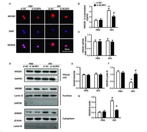 Nucleotide Binding Oligomerization Domain Like Receptor Nlrp