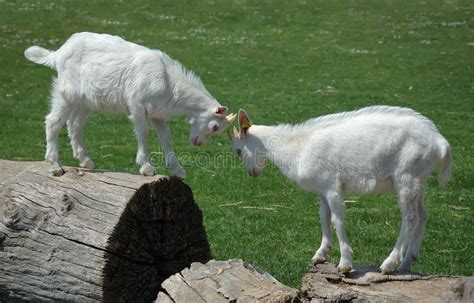 Two Baby Goats Stock Photo Image Of Outdoors Twins 14597418