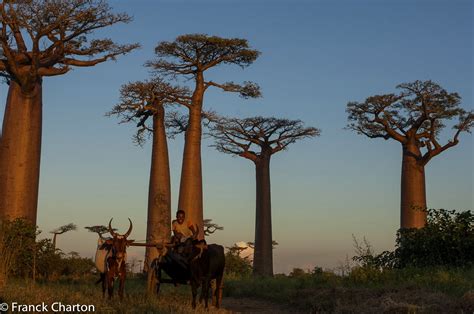 D Tours Madagascar Agence De Voyage Madagascar