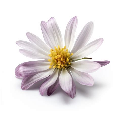 Premium Ai Image A White And Purple Flower With A Yellow Centera