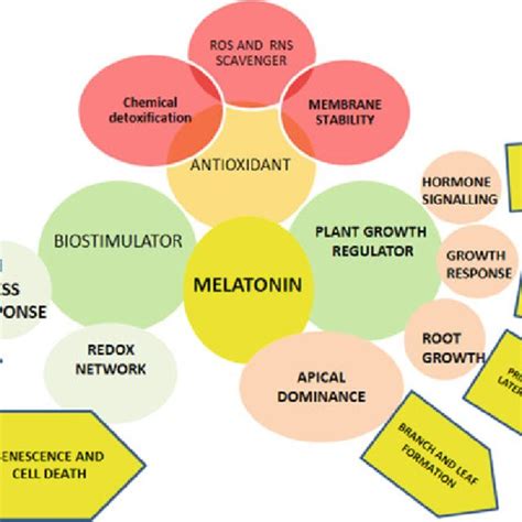 Mode of action of melatonin in plants. It coordinates the physiological... | Download Scientific ...