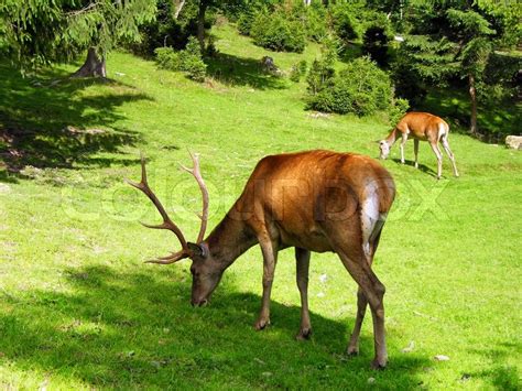 Deer eating grass on the meadow | Stock Photo | Colourbox