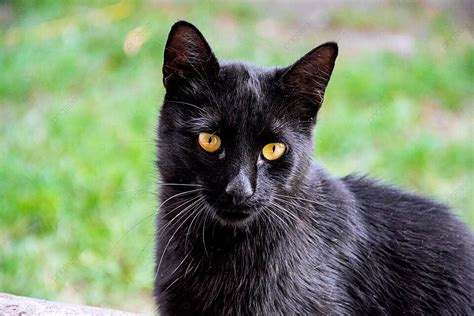 Hewan Keingintahuan Closeup Potret Kucing Hitam Foto Latar Belakang Dan