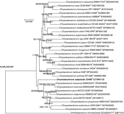 Neighbour Joining Tree Based On 16s Rrna Gene Sequences Showing