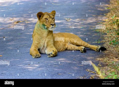 Asiatic Lion Incredible India Stock Photo - Alamy