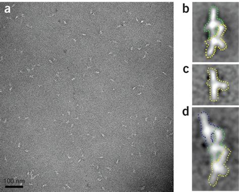 Architecture Of The Dam Kinetochore Ring Complex And Implications For