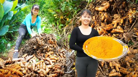 Harvesting Turmeric Goes To Market Sell Fertilize Vegetables Phuong