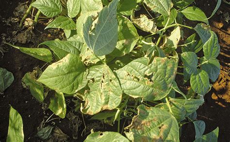 Avoid-bacterial-diseases-in-green-beans | Farmer's Weekly