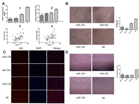 Overexpression Of Mir 27b Mir 101 Or Mir 128 Attenuated Proliferation