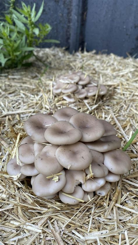 GROWING EDIBLE MUSHROOMS WITH TOM NAGY, Robert A Steen Community Club ...