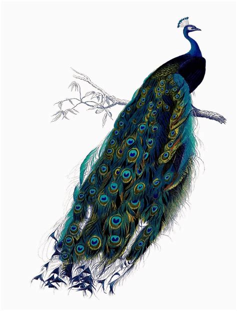 ArtzeeCCC: Vintage Peacock Illustration