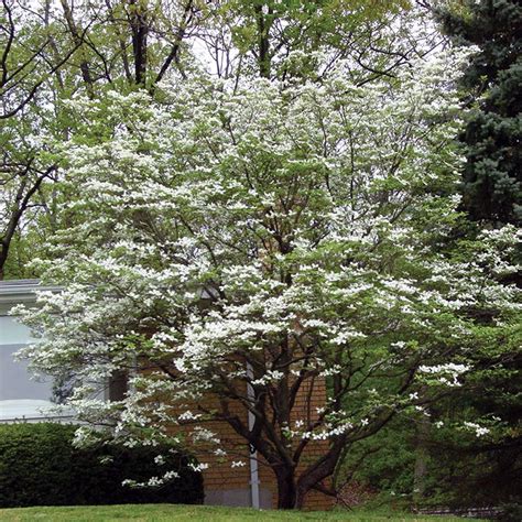 White Flowering Dogwood Tree - Stark Bro’s