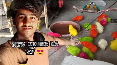 New Chicks La Ay 😍 Bhot Khawari Hoi ☹️ Youtube