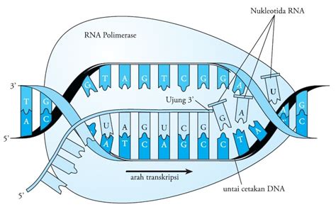 Proses Dan Tahapan Sintesis Protein Pengertian Replikasi Transkripsi