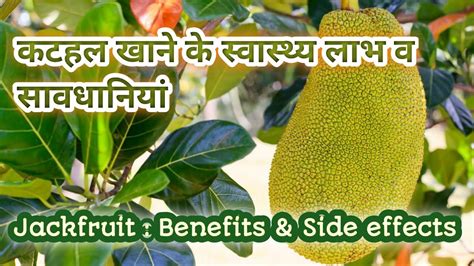 कटहल खाने के फायदे और सावधानी। Benefits Of Jackfruit And Side Effects