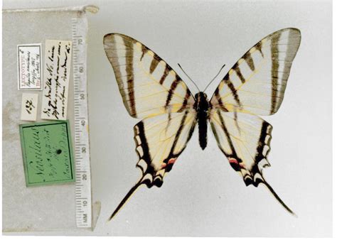 eurytides agesilaus neosilaus type specimens
