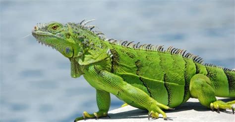 marine iguana animal facts amblyrhynchus cristatus   animals