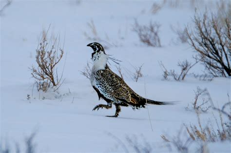 Groups argue new BLM sage-grouse protections ignore science