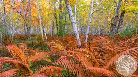 Ferns And Birch Trees Of Acadia Fine Art Nature Photography