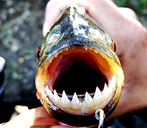 Piranha Species | amazonxtremefishing