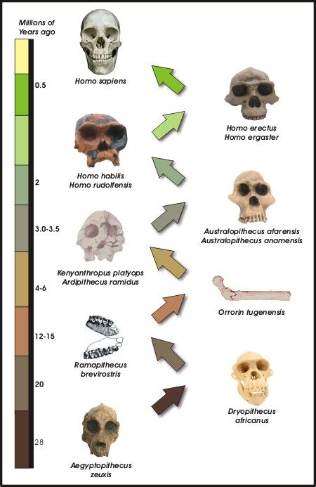 New Bible Reflections: Human Evolution and the “Record of the Rocks” by Eric Lyons, M.Min. Bert ...