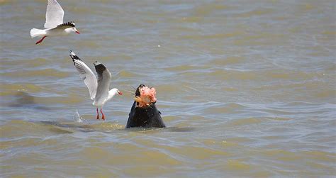 Coorong National Park Wildlife South Australia