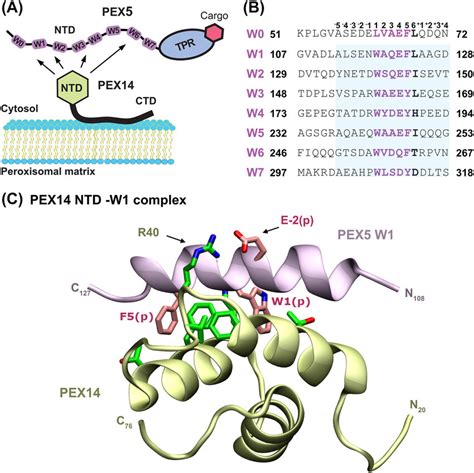 Interactions Between Pex Ntd And Pex Di Aromatic Motifs A The