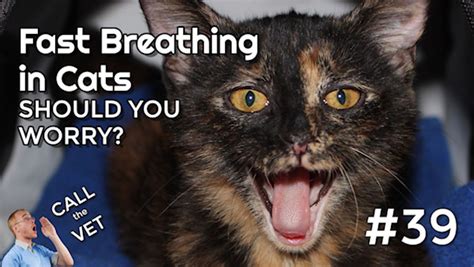 Why is My Cat Breathing Fast - and should you be worried? (CTV #39 ...