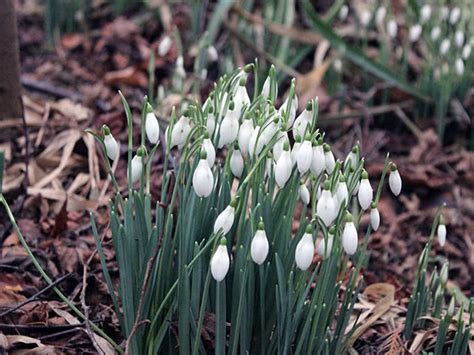 Campanilla De Invierno Plantaci N Y Cuidado En Campo Abierto En Primavera