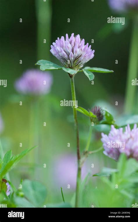 Trifolium Pratense Roter Wiesen Klee Wiese Klee Stockfotografie Alamy