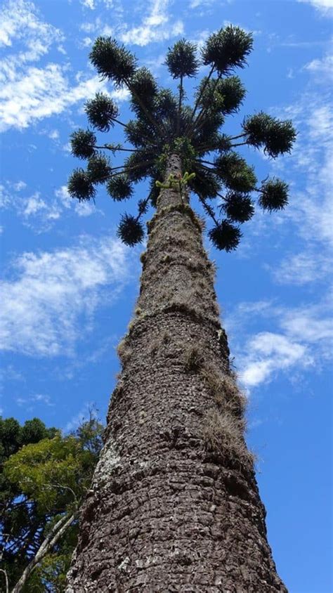 Como Plantar E Cuidar Da Rvore Arauc Ria Araucaria Angustifolia