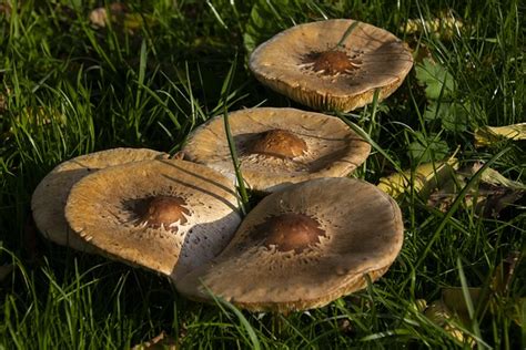 Champignons Les Plantes Champignon Photo Gratuite Sur Pixabay Pixabay