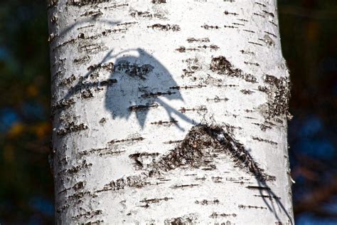 Birch Trees, Native Irish Trees For Sale Ireland | Hedging.ie