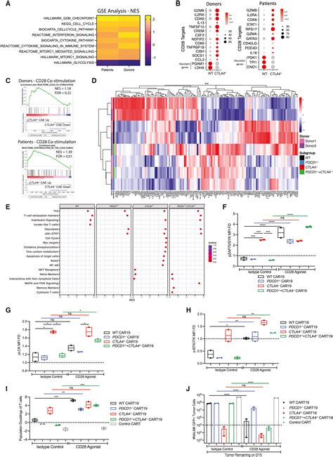 Deletion Of The Inhibitory Co Receptor Ctla Enhances And Invigorates