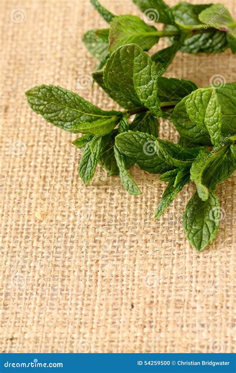 Mint hessian 4 stock photo. Image of herb, food, hessian - 54259500