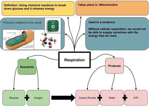 Cellular Respiration Reactants And Products Chart