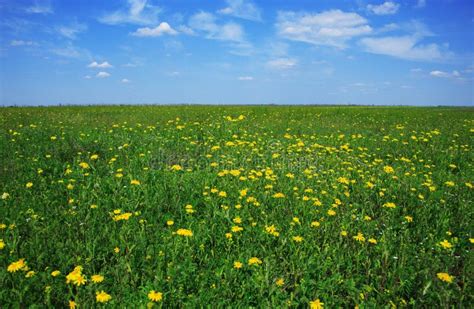 Beautiful Meadow Full Of Flowers Stock Photos - Image: 5699303